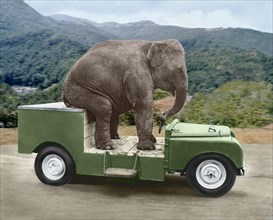 Elephant drives a car
