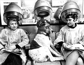 Dog with curlers at the hairdresser