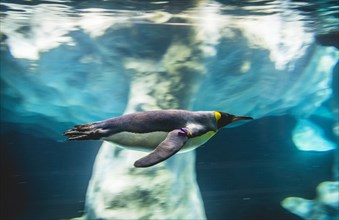 King penguin (Aptenodytes patagonicus) dives