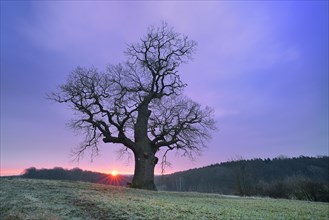 Old solitary oak tree (Quercus) at sunrise