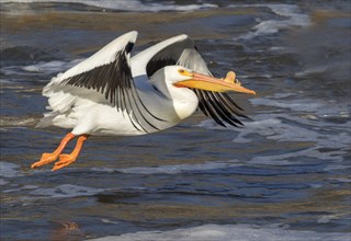American white pelican (Pelecanus erythrorhynchos) in breeding plumage flying over water