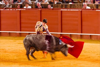 Racing bull with matador