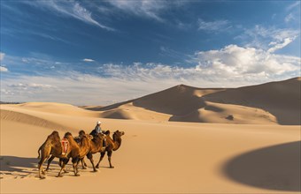 Nomad with camels (Camelidae) riding through the sand dunes
