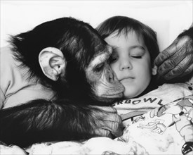 Chimpanzee kisses child