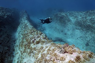 Diver swims over reef ridges with cauliflower corals (Pocillopora meandrina)
