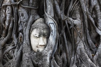 Stone Buddha head ingrown in a ficus religiosa (Ficus religiosa)