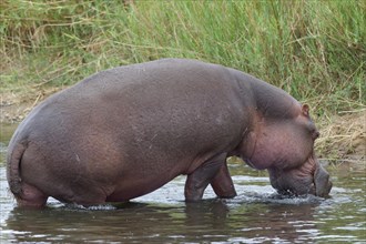 Hippopotamus (Hippopotamus amphibius) going out of the water of the Olifants River