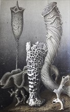 Historical image of Hexactinellid sponges