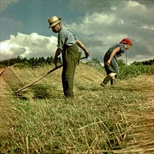Man mowing grain with a scythe