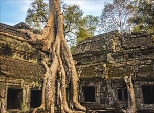 Huge roots of a tree (Tetrameles nudiflora) overgrowning ruins of Ta Prohm temple