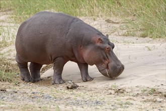 Hippopotamus (Hippopotamus amphibius) at the riverbanks of Olifants River