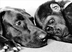 Gorilla and dog sleep