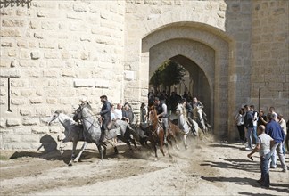 Gardians or bull herders on Camargue horses drive wild bulls through the city gate