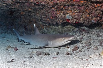 Whitetip reef shark (Triaenodon obesus) is located on sandy bottom