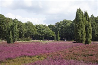 Heath garden with blossoming heath