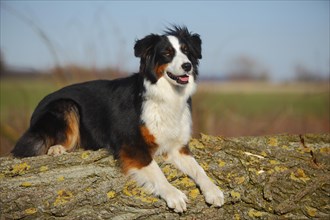 Australian Shepherd