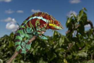 Panther chameleon (Furcifer pardalis) in the dry forest of Ambanja