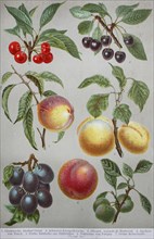 Historical image of various fruits