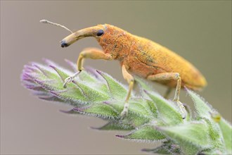 Lixus pulverulentus