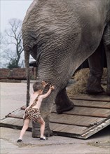 Child pushes elephant