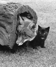 Fox with cat