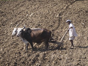 A farmer uses cattle and a plough made of wood for traditional agriculture on a field