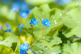 Creeping navelwort (Omphalodes verna) between sheets of Lady's mantle (Alchemilla) with dewdrops