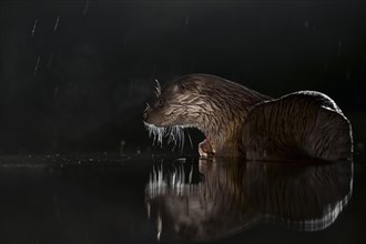 European otter (Lutra lutra) on night hunting in the water