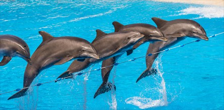 Bottlenose dolphins (Tursiops truncatus) jump out of the water