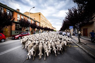 Large flock of sheep transits through the streets of the city of Soria during the transhumance