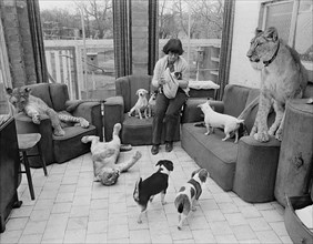 Dogs and lions in a woman's living room