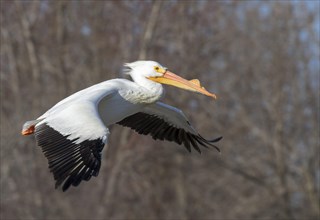 American white pelican (Pelecanus erythrorhynchos) in breeding plumage flying