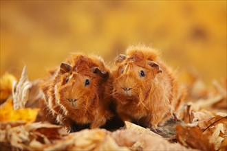 Two rosette guinea pigs in autumn leaves