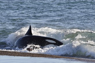 Orca (Orcinus orca) attacking sea lion pups (Otaria flavescens) at the beach