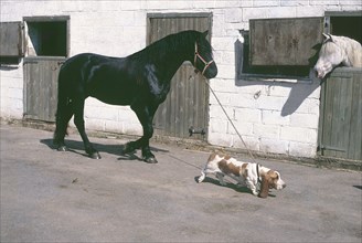 Beagle takes a horse for a walk