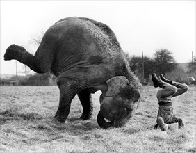 Elephant and a man practicing headstand