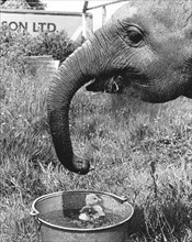 Elephant and bathing chick
