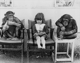 Two chimpanzees and a girl drinking Cola