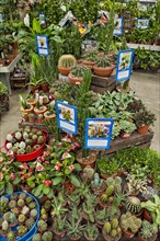 Various cactus plants