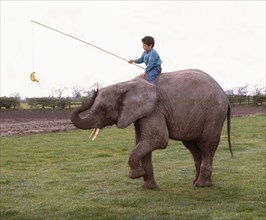 Boy rides elephants and lures him with a banana