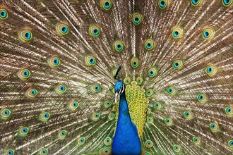 Indian peafowlenhahn (Pavo cristatus)
