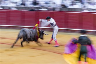 Matador with bull