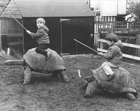 Children ride on giant tortoises