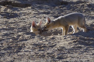Two young Cape foxes (Vulpes chama)