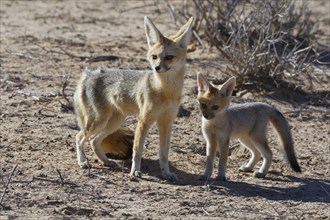 Cape foxes (Vulpes chama)