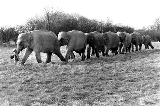 Elephants take girls for a walk