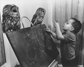 Two owls sitting on the board