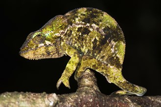 Mount Amber Shorthorn Chameleon (Calumma amber) Female