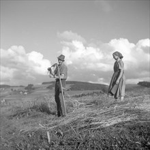 Man and woman harvesting grain