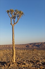 Young quiver tree or kokerboom (Aloe dichotoma) at Fish River Canyon